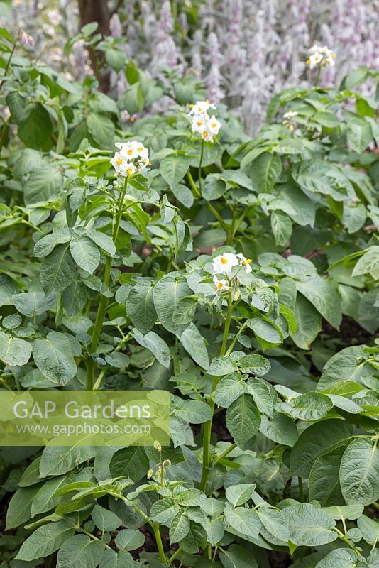 Solanum tuberosum 'Bonnie' flowering and ready for harvesting