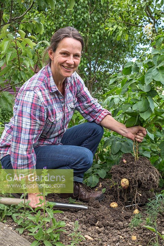 Woman harvesting Solanum tuberosum 'Bonnie'