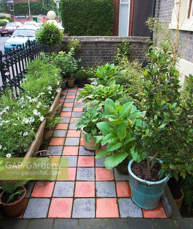 View of front garden area inc. white petunias, Nicotiana sylvestris, hostas, bamboo, bay tree - Laurus nobilis and box balls