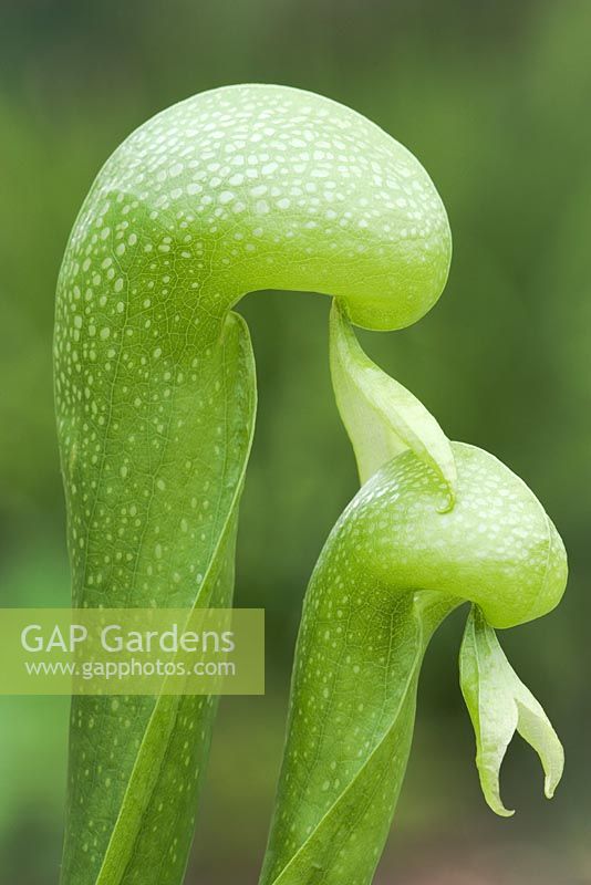 Darlingtonia californica AGM, cobra or dragon's head lily, an insectivorous pitcher plant. Detail of pitchers
