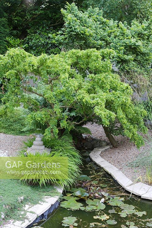 Robinia pseudoacacia 'Tortuosa' and Ulmus x hollandica 'Jacqueline Hillier'- dwarf elm in japanese garden with pool