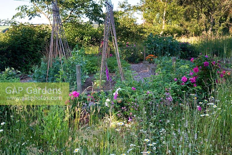 View to kitchen garden hedged by rugosa hybrids Rosa 'Roseraie de l'Ha' and Rosa 'Blanche Double de Coubert'. Wildflower meadow.