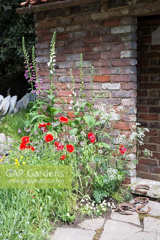 Digitalis, Papaver and Anthriscus, The Old Forge for Motor Neurone Disease Association, RHS Chelsea Flower Show 2015