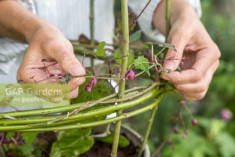 Assisting Rhodochiton atrosanguineus by manually placing vines on the Willow frame