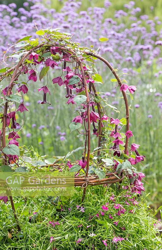 A quirky and naturalistic container featuring Rhodochiton atrosanguineus, Lobelia 'Trailing Red' and a woven willow frame