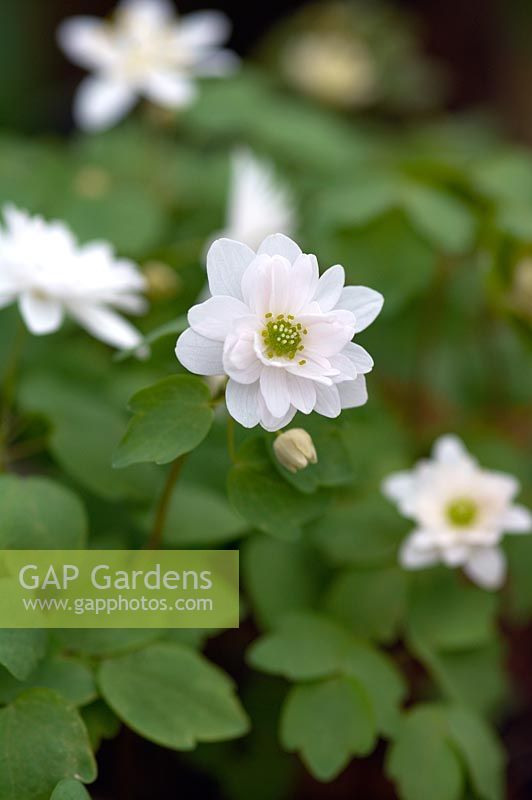 Anemonella thalictroides