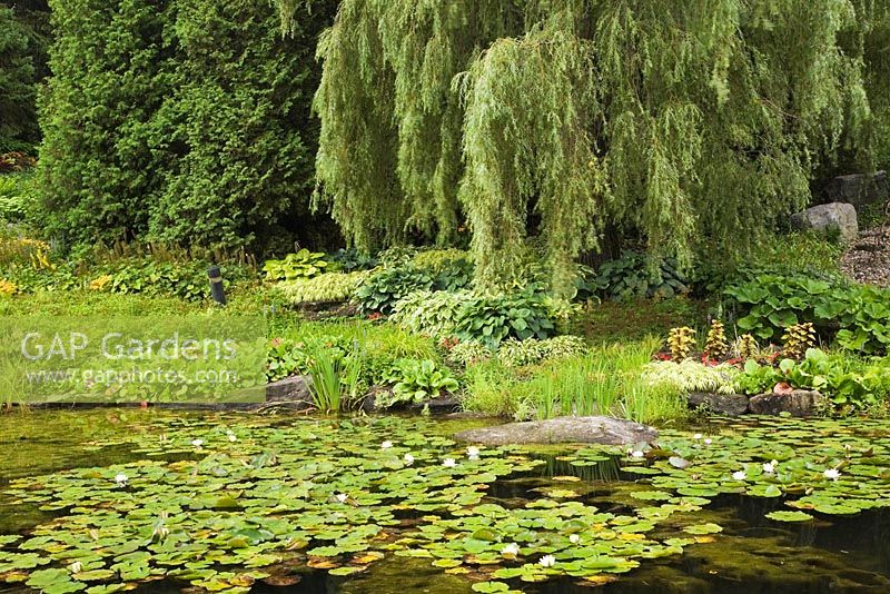 Pond with Chlorophyta - Green Algae, white Nymphaea alba and bordered by  Salix - Weeping Willow and Thuja occidentalis - Cedar trees in summer, Centre de la Nature public garden, Saint-Vincent-de-Paul, Laval, Quebec, Canada