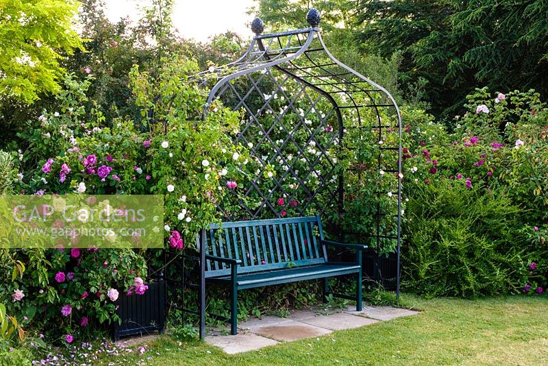 Bench under iron arbour surrounded by roses. Inc. Rosa 'Felicite Perpetue' on arbour
