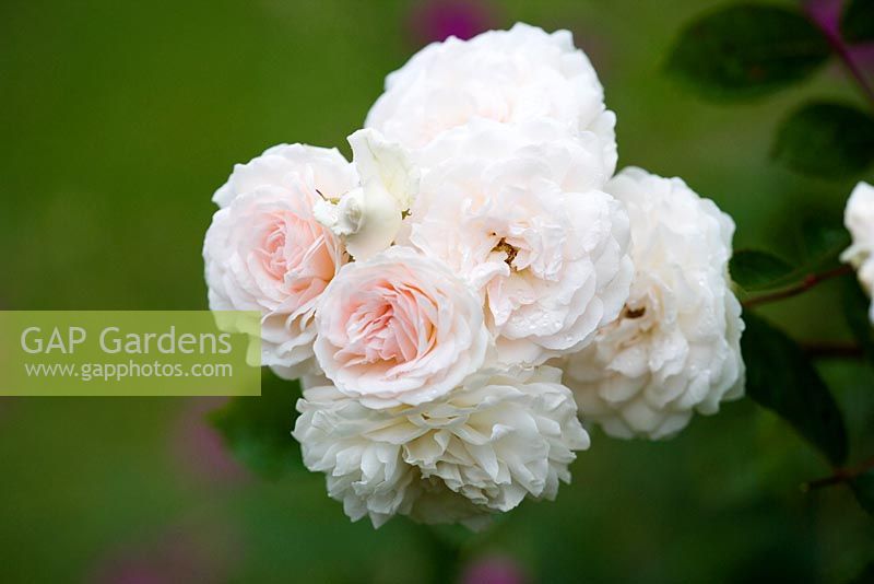 Rosa 'Marie-Jeanne' Polyantha rose