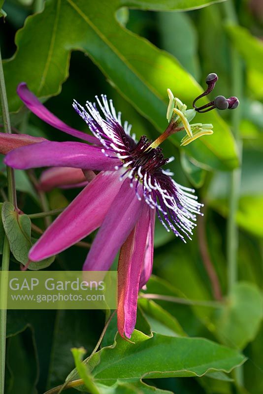 Passiflora caerulea rubra  - syn. P. caeruleoracemosa, passion flower