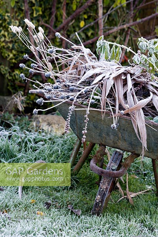 Wheelbarrow with seedheads - including echinacea, crocosmia, aquilegia and foliage, in frost