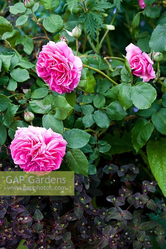 Rosa 'Madame Isaac Pereire' with Euphorbia dulcis 'Chameleon'