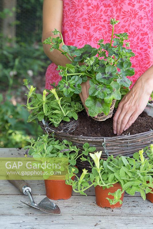 Woman planting Trailing Ivy Geranium 'Burgundy Red' Precision series - Pelargonium x Hortorum in centre of hanging basket