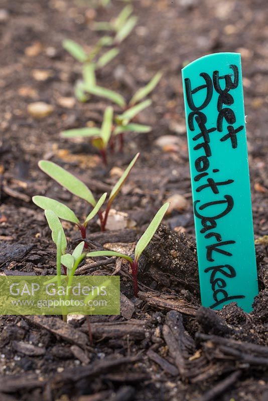 Beetroot 'Detroit Dark Red' seedlings developing