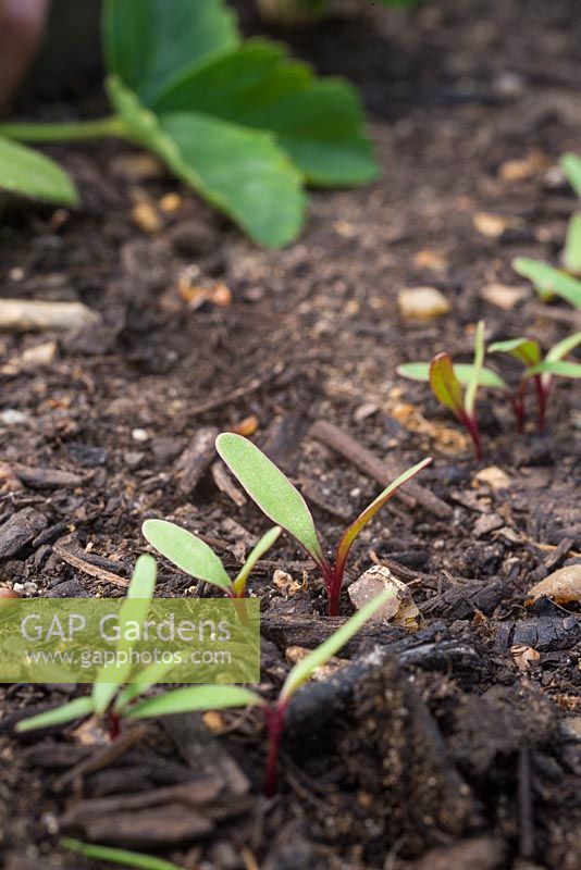Beetroot 'Detroit Dark Red' seedlings developing