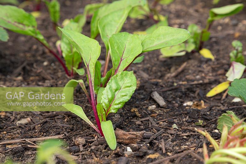 Beetroot 'Detroit Dark Red' after thinning