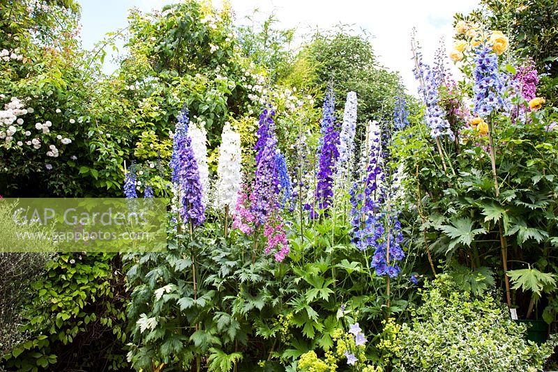 Cottage garden open for The National Gardens Scheme, filled with Delphiniums, Roses and colourful summer bedding.  The Paddocks, Wendover.
