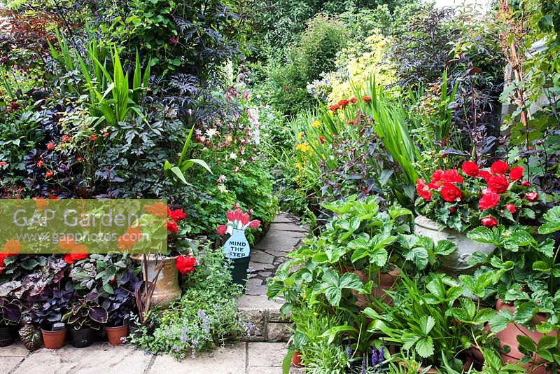 Cottage garden open for The National Gardens Scheme, filled with colourful summer bedding.  The Paddocks, Wendover.