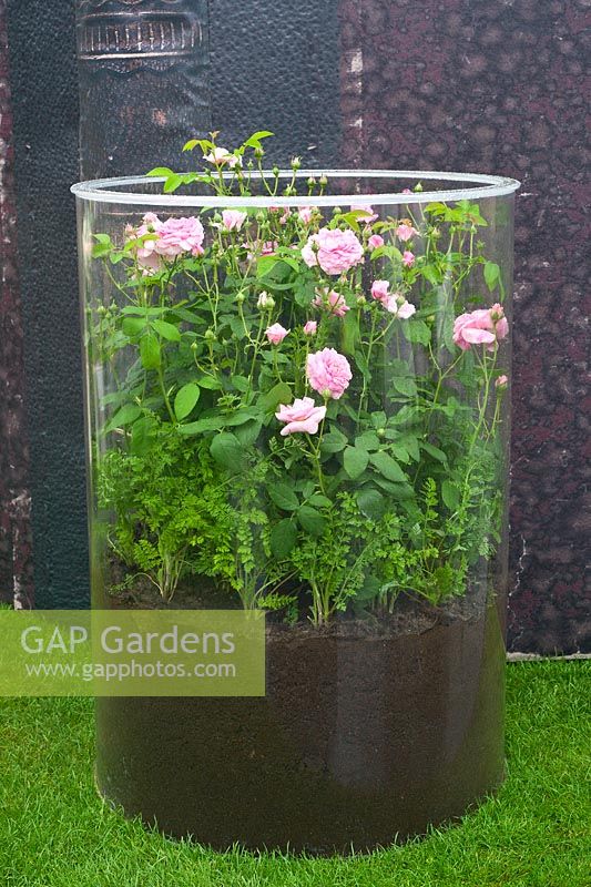 Contemporary garden - a Rosa enclosed in giant glass container. The Fragrance Garden from Harrods.