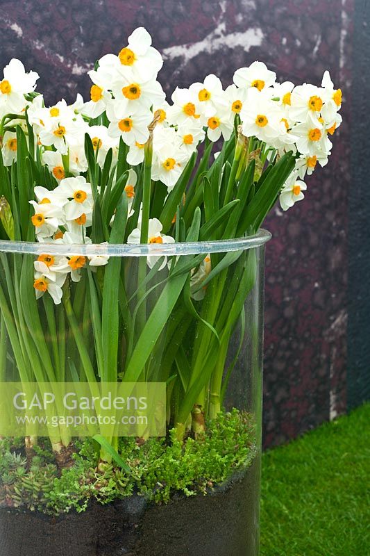 Contemporary garden - Daffodils - Narcissus - enclosed in giant glass container. The Fragrance Garden from Harrods.