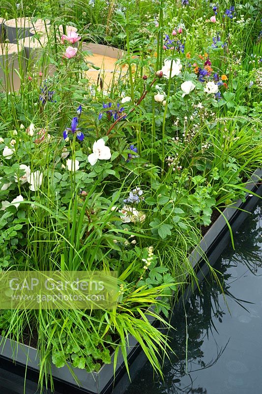 Thinking of Peace by Lace Landscapes. Contemporary garden with water and planting combination of Rosa 'Jacqueline du Pre', Rosa 'St Ethelburga', Iris sibirica 'Tropical Night' and 'Blue King'