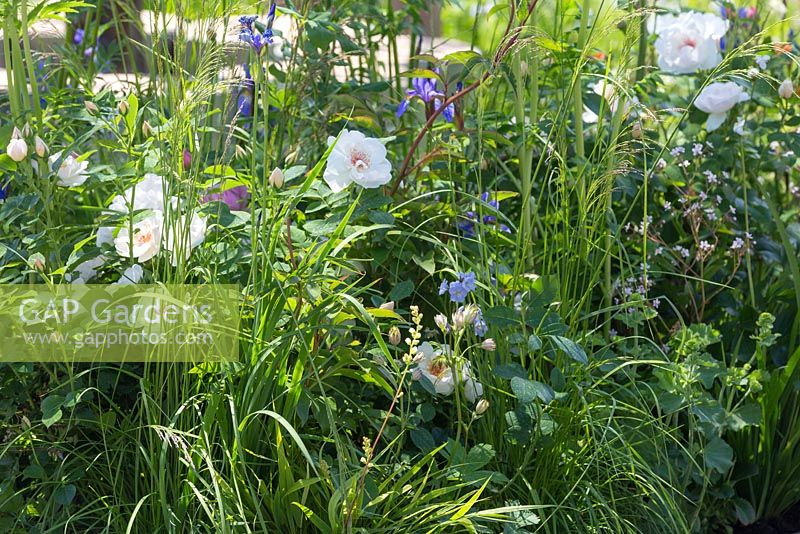 Thinking of Peace by Lace Landscapes. Planting of white Roses, Iris sibirica and grasses