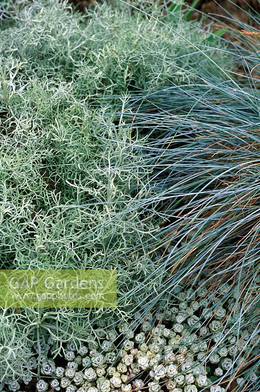 Artemisia alba canescens, Festuca glauca and Sedum spathulifolium 'Cape Blanco'