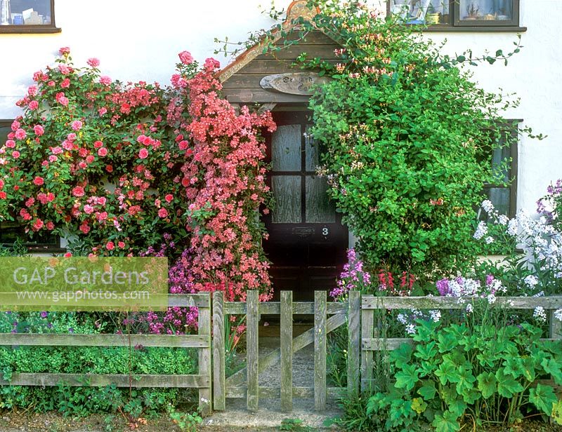 Front garden with climbers growing over porch. Rosa 'Zephirine Drouhin', Clematis montana var. rubens 'Broughton Star', Lonicera periclymenum 'Belgica',