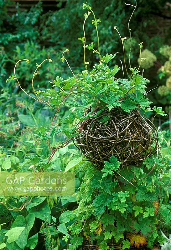 Aconitum hemsleyanum syn. A. volubile hort climbing through twiggy woven ball on tripod