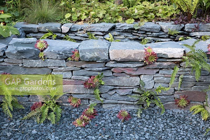 Dry stone wall with ferns and Sempervivums - house leeks in shady garden area. The Great Chelsea  Garden Challenge garden. RHS Chelsea Flower Show, 2015