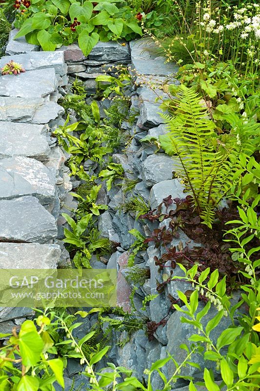 Ferns planted in a gully of Cumbrian slate rocks. The RHS Great Chelsea Challenge Garden. RHS Chelsea Flower Show, 2015.