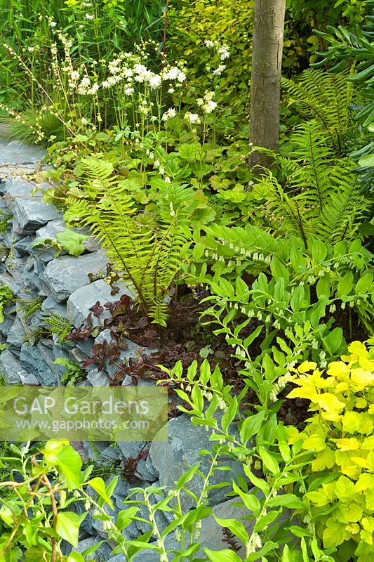 A Cumbrian slate wall planted with ferns. The RHS Great Chelsea Challenge Garden. RHS Chelsea Flower Show, 2015.