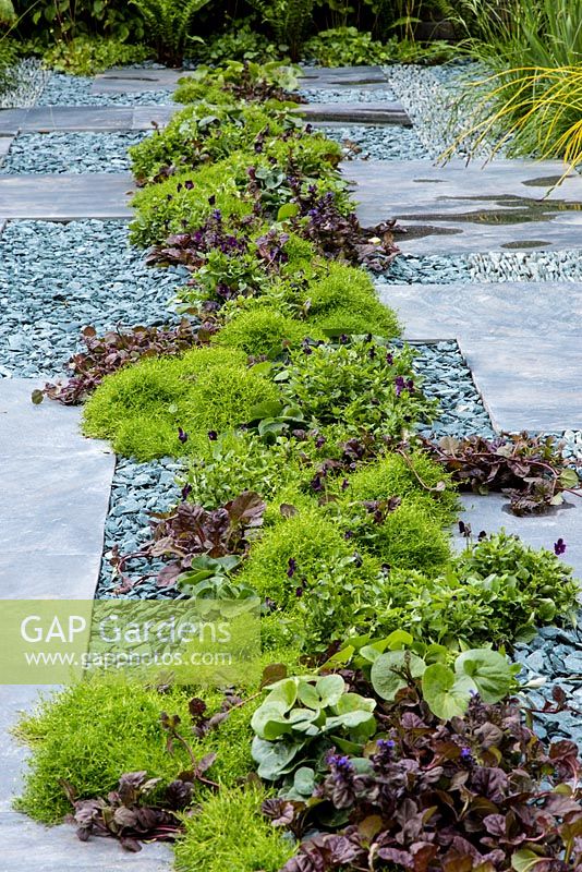 Ground cover planting allowing space to park a car, and drainage via slate gravel. Including  Sagina subulata - Irish moss, Asarum europaeum and Ajuga reptans. The  Great Chelsea Garden Challenge.    RHS Chelsea Flower Show, 2015. 