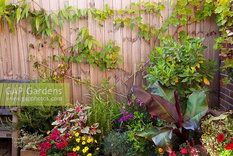 Fence at side of courtyard with grape vine on fence - Vitis 'Brant' and Clematis armandii. Rosemary next to bench - Rosmarinus officinalis, ivy-leaf pelargonium, Bidens and variegated Fuchsia triphylla 'Firecracker' in front. Bay tree - Laurus nobilis in corner with Abyssinian banana Ensete Ventricosum 'Maurelii'in front.  All plants in pots.