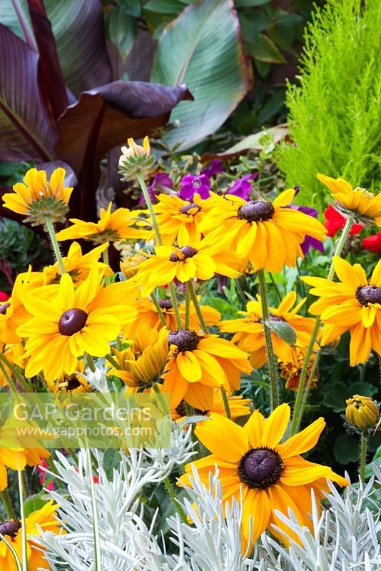 Coneflower - Rudbeckia Dublin with foliage of curry plant - Helichrysum. Abyssinian banana Ensete Ventricosum 'Maurelii' behind, with bay tree - Laurus nobilis. All plants in pots.