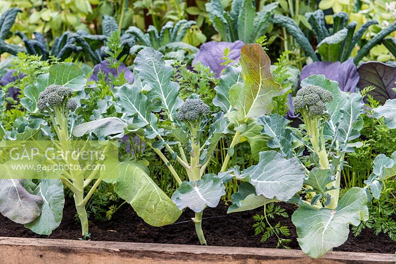 Young broccoli heads planted in a raised vegetable bed with cabbages and carrots, RHS Chelsea Flower Show 2015