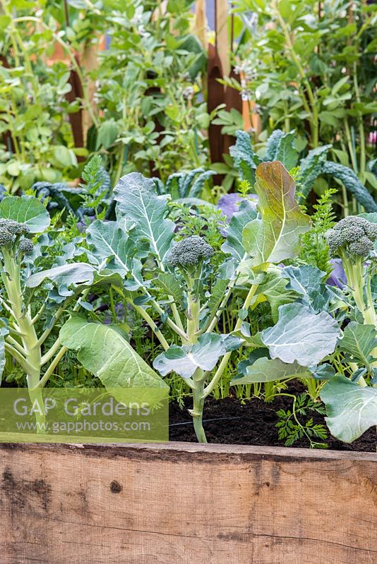 Young broccoli heads planted in a raised vegetable bed with cabbages, RHS Chelsea Flower Show 2015