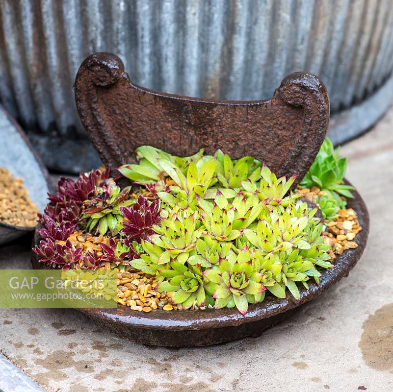 An old boot iron boot scraper is planted with sempervivum succulents. RHS Chelsea Flower Show 2015
 