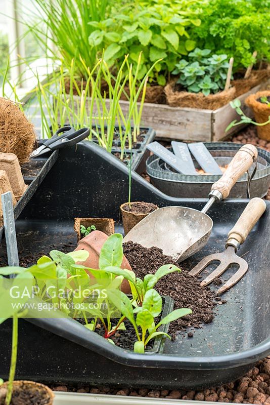 A plastic potting tray with chard seedlings, compost, tools and cardboard plant pots. RHS Chelsea Flower Show 2015