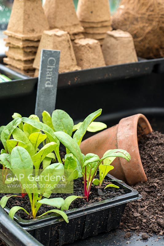 A plastic seed tray labelled with chard seedlings ready for potting on using compost, terracotta and cardboard plant pots. RHS Chelsea Flower Show 2015