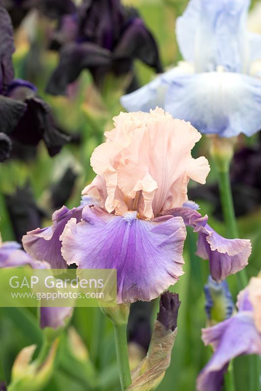 Iris 'Florentine Silk'. RHS Chelsea Flower Show 2015