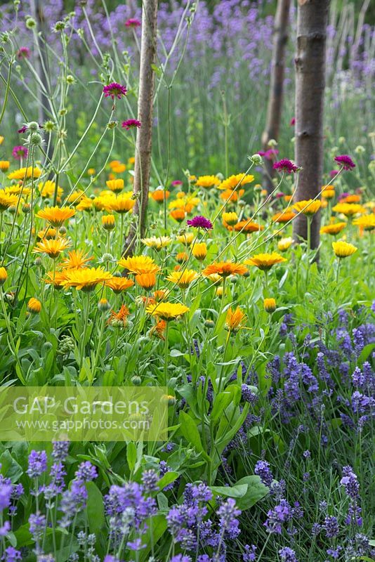 Calendula officinalis 'Art Shades' in garden border amongst Lavender and Scabiosa