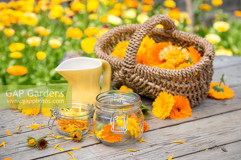 Ingredients for creating Calendula oil: Calendula officinalis 'Art Shades', Glass jars and a jug of Sunflower Oil.