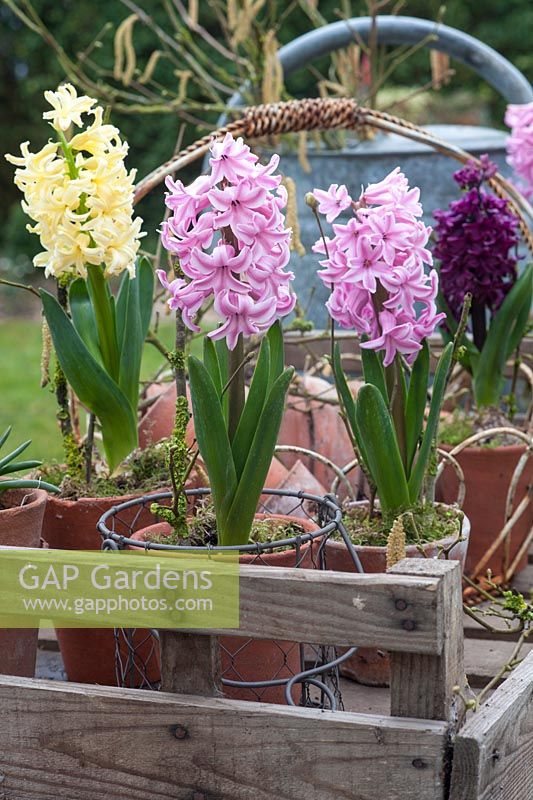 Hyacinths diplayed on wooden tray with pots and twigs. Hyacinth 'Lady Derby' 