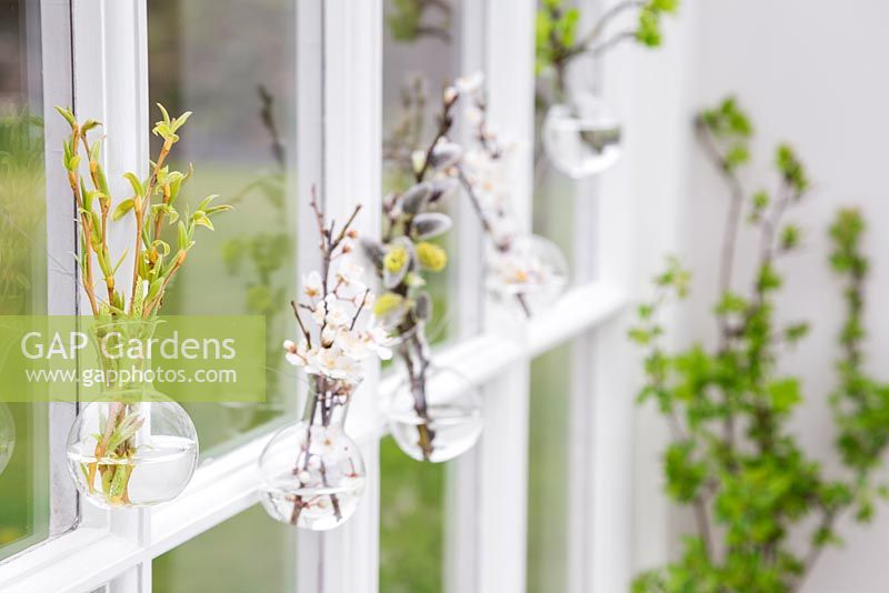 Fresh cut spring foliage in small bulbous glass vases, with a view to the garden.
