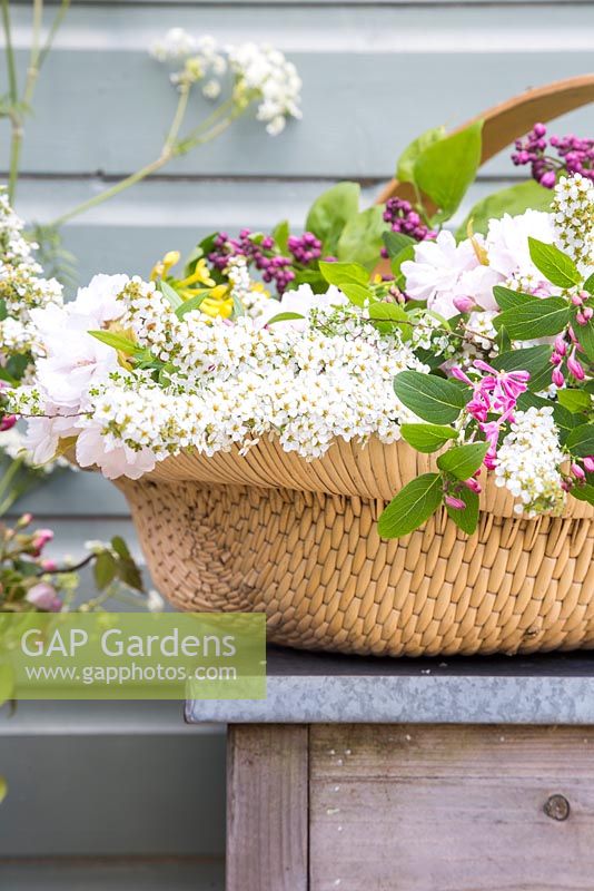 Woven trug containing fresh spring foliage. Spiraea, Lilac, Cherry and Rubus odoratus