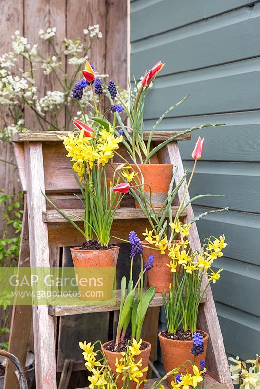 Ladder decorated with potted Tulips, Muscari and Narcissus