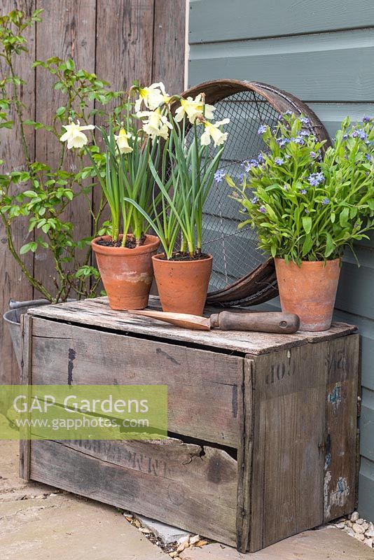 Potted Narcissus and Myosotis accompanied with Trowel and Riddle