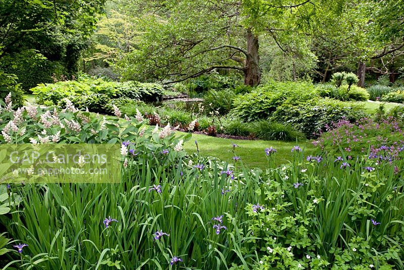 Maianthemum racemosa and Iris versicolor. Hampshire. View at Longstock Park Water Gardens in May 