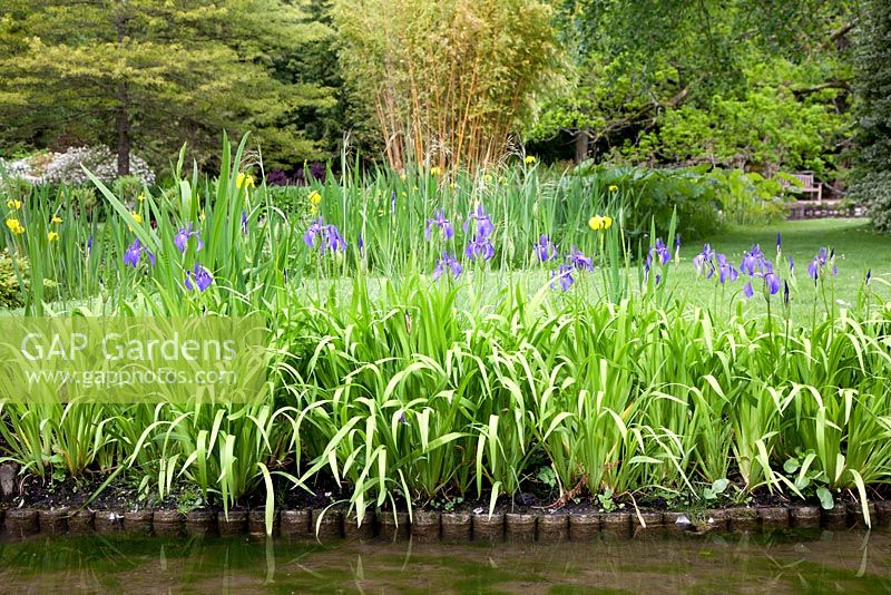 Iris clarkei at Longstock Park Water Gardens in May, Hampshire